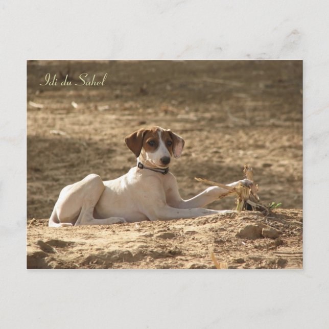Postale Carte Idi du Sahel (Devant)