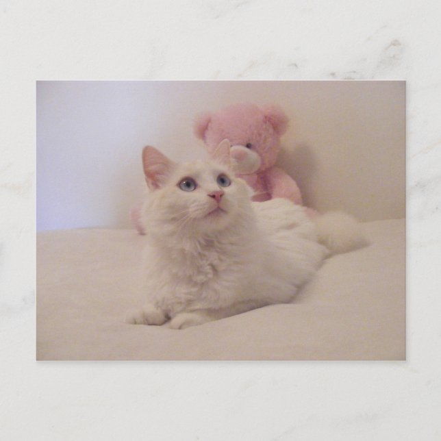 Postale Carte Kitty Dreamt Spoiled (Devant)