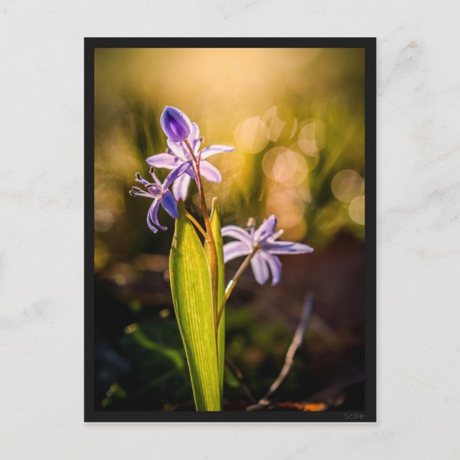 Postale Carte le Scille (Devant)