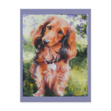 Carte longue Haired Dachshund