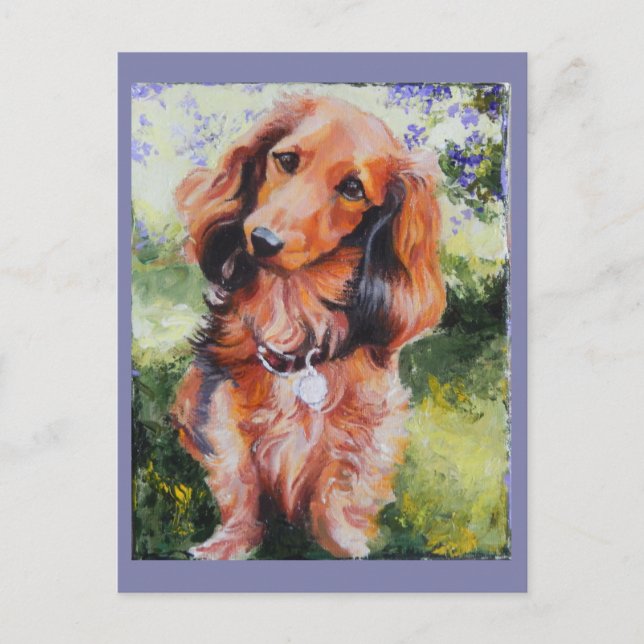 Postale Carte longue Haired Dachshund (Devant)