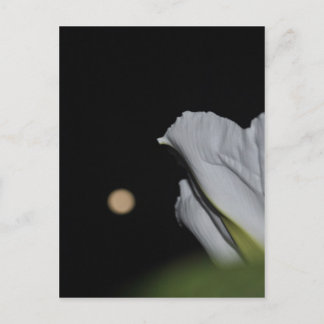 Postale Carte Moonflower