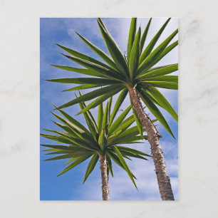 Postale Carte Palm Trees