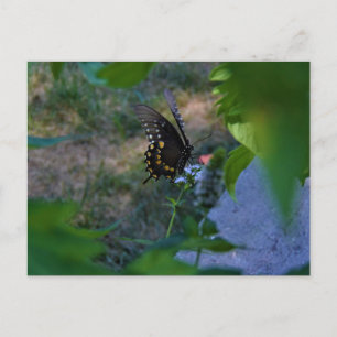 Postale Carte papillon