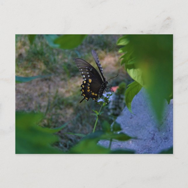 Postale Carte papillon (Devant)