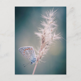 Postale Carte papillon Argus bleu