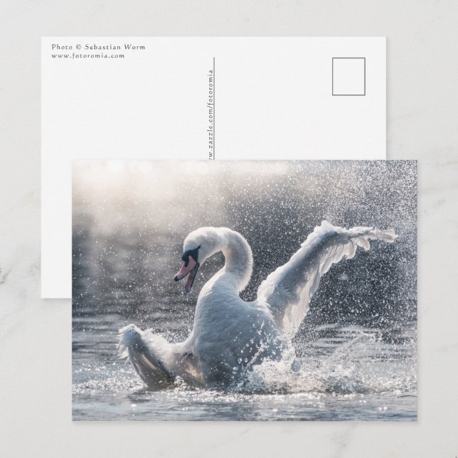 Postale Carte photo naturel de Swan (Devant / Derrière)
