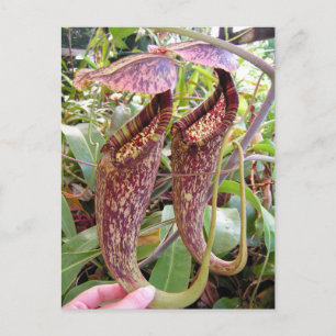 Postale Carte photo Nepenthes rafflesiana