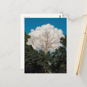 Postale Carte plate de l'arbre de nuage