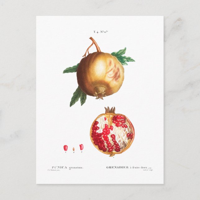 POSTALE CARTE POMEGRANATE BOTANIQUE (Devant)