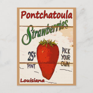 Postale Carte Ponchatoula Strawberries