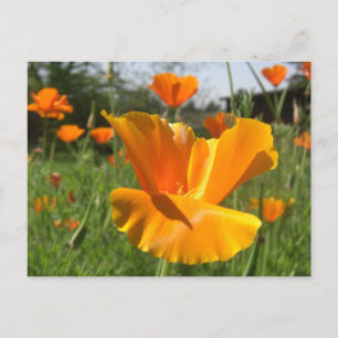 Postale Carte Poppy Notes