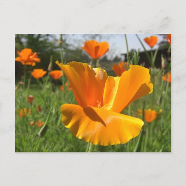 Postale Carte Poppy Notes (Devant)