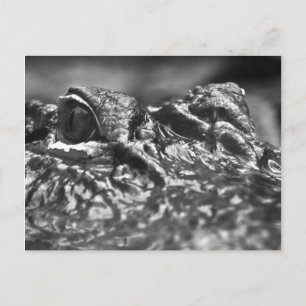 Postale CARTE POST Cape Fear Alligator - Caroline du Nord