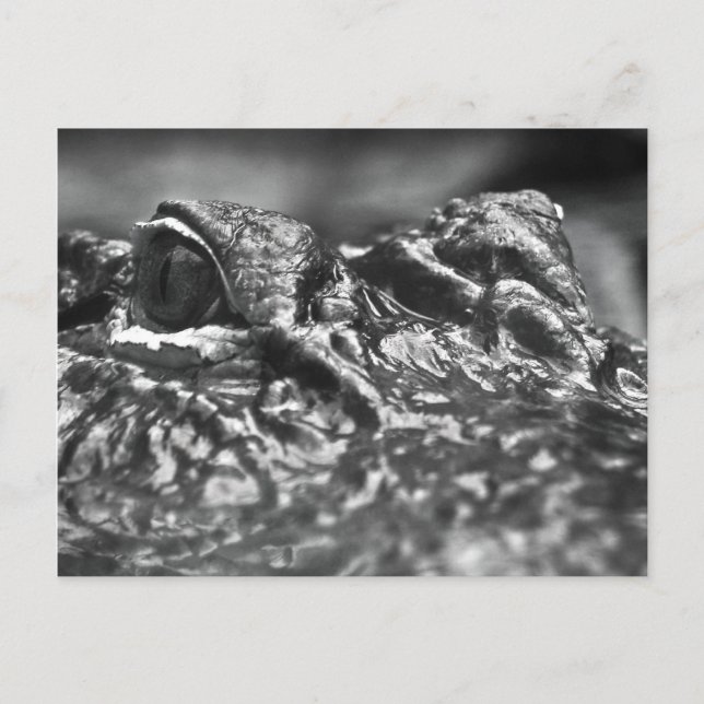 Postale CARTE POST Cape Fear Alligator - Caroline du Nord (Devant)