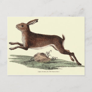 POSTALE CARTE POST HARE