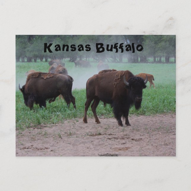 Postale CARTE POST Kansas Buffalo (Devant)