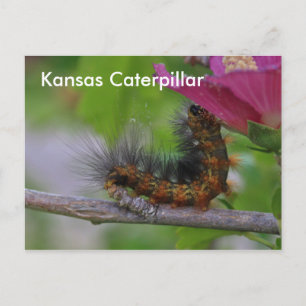 Postale CARTE POST Kansas Caterpillar closeuse