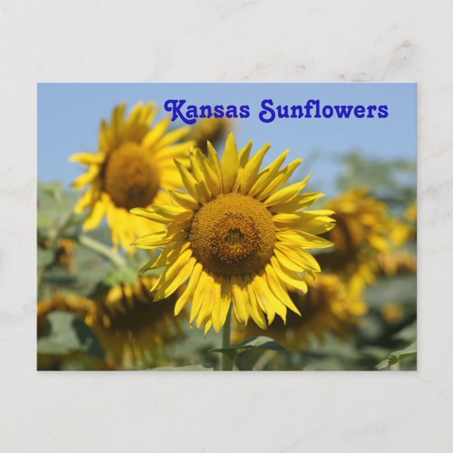 Postale CARTE POST Kansas Sunflowers (Devant)