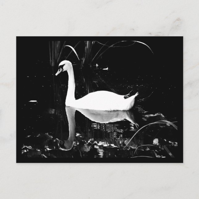 Postale Carte postale-Animaux-23 (Devant)