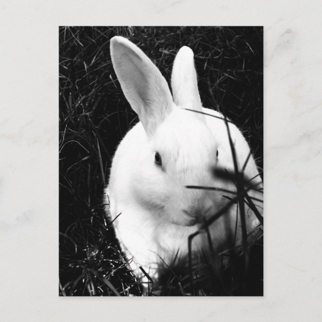 Postale Carte postale-Animaux-26 (Devant)