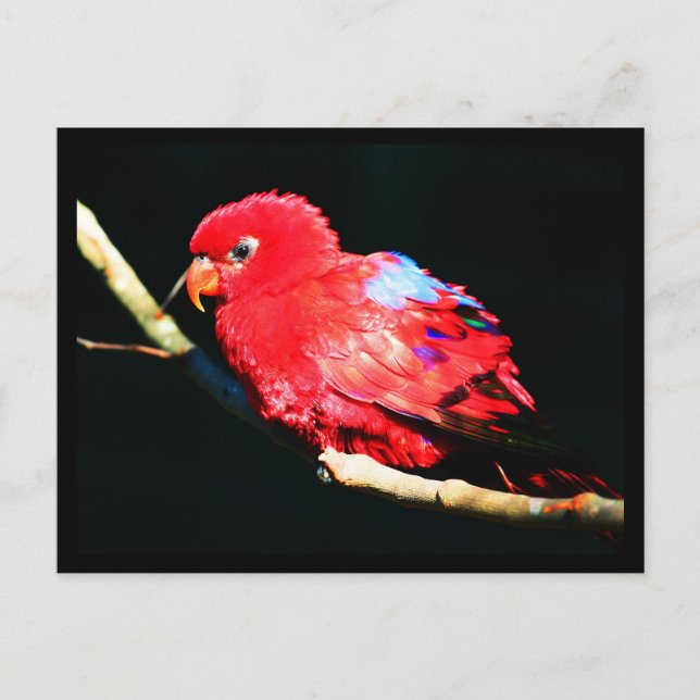 Postale Carte postale-Animaux-35 (Devant)