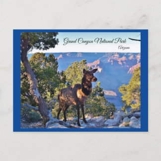 Postale Carte postale, Arizona, Grand Canyon, Elk