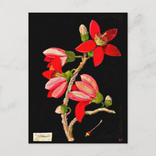 Postale Carte postale-Art botanique-Mary Delany 10