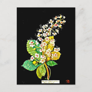 Postale Carte postale-Art botanique-Mary Delany 11