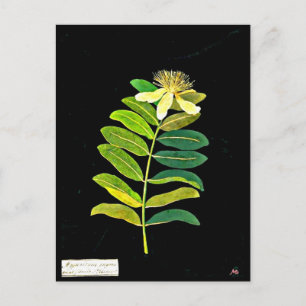 Postale Carte postale-Art botanique-Mary Delany 13