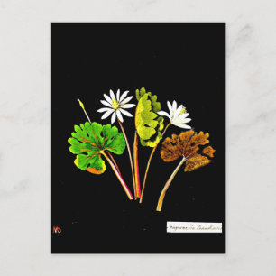 Postale Carte postale-Art botanique-Mary Delany 14