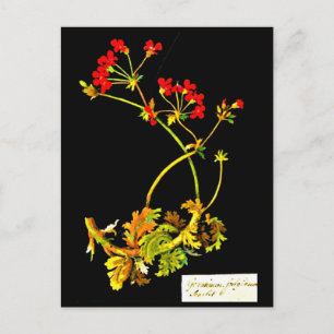 Postale Carte postale-Art botanique-Mary Delany 19