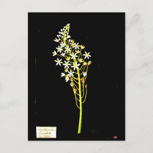 Postale Carte postale-Art botanique Mary Delany 2
