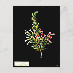 Postale Carte postale-Art botanique-Mary Delany 20