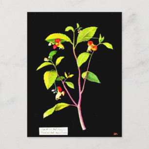 Postale Carte postale-Art botanique-Mary Delany 7