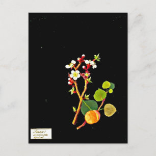 Postale Carte postale-Art botanique-Mary Delany 9