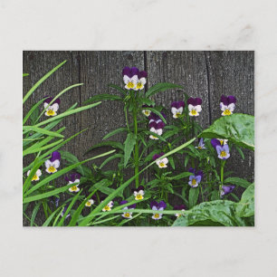 Postale carte postale, "ASSEZ PETITS VIOLAS"