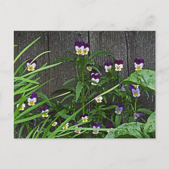 Postale carte postale, "ASSEZ PETITS VIOLAS" (Devant)