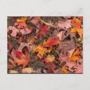 Postale Carte postale/Automne
