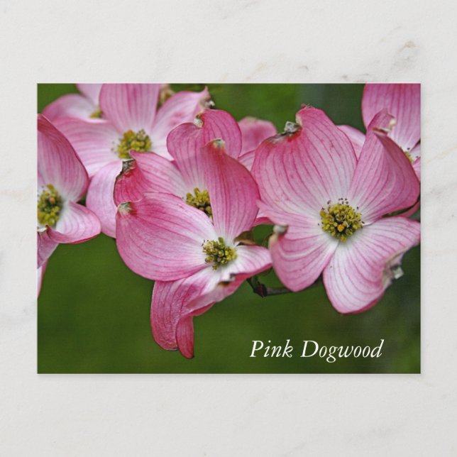 Postale Carte postale:  Dogwood horizontal (Devant)