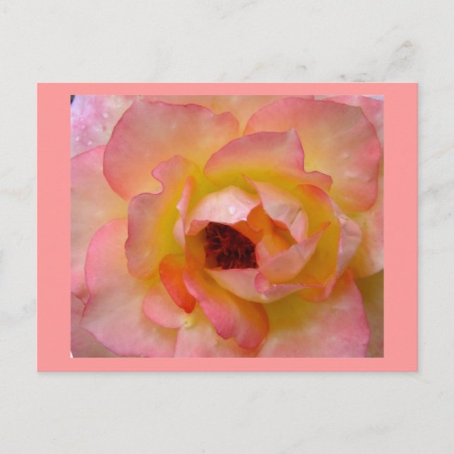 Postale Carte postale-Fleurs-10 (Devant)