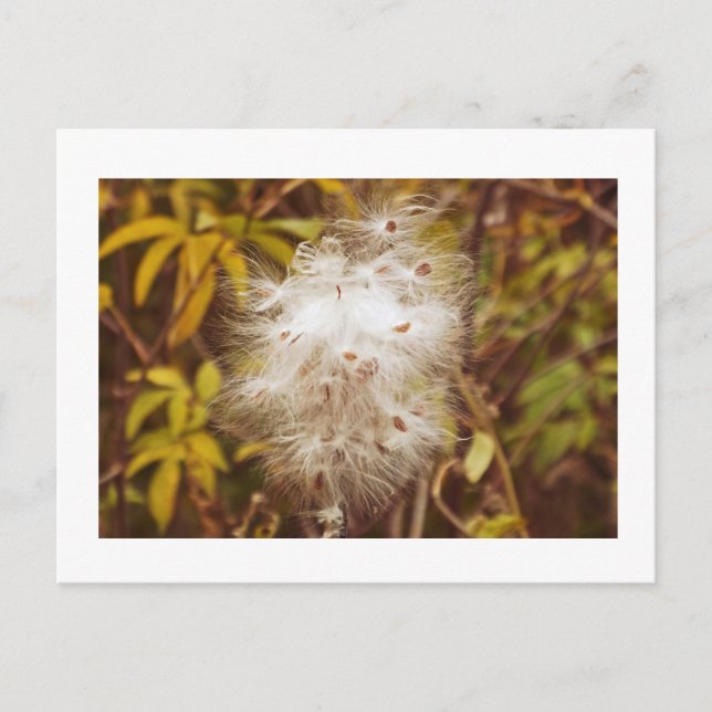 Postale carte postale, "FLUFY WHITE MILKWEED" (Devant)