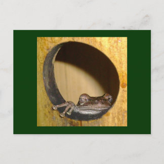 Postale Carte postale, Frog House