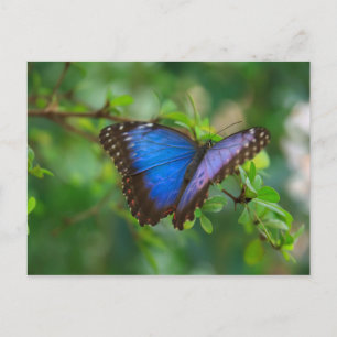 Postale Carte Postale-Insects-A Papillon Bleu
