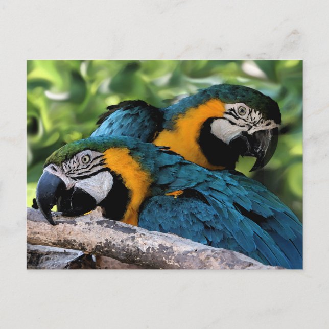Postale Carte postale/Macaws (Devant)