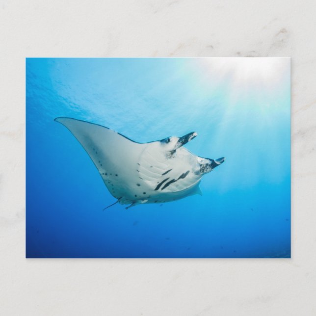 Postale Carte postale, Manta ray マ ン タ レ イ (Devant)
