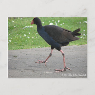 Postale Carte postale, Native Pukeko, Hamilton, Nouvelle-Z