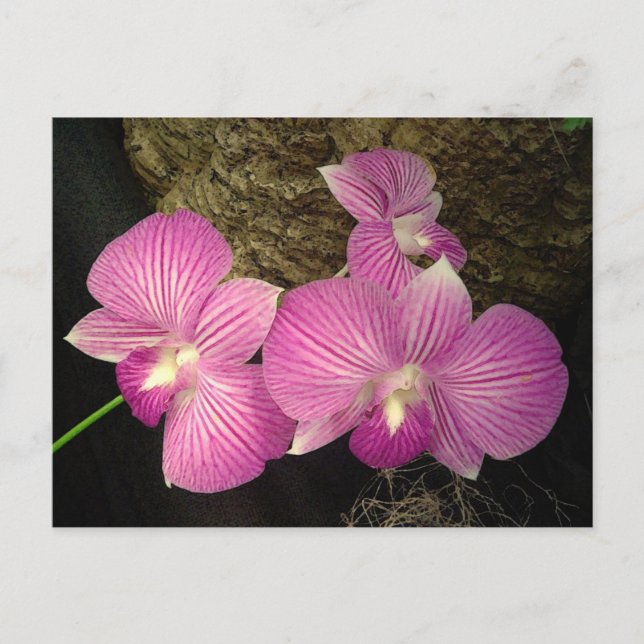 Postale Carte postale: Orchidées pourpres (Devant)