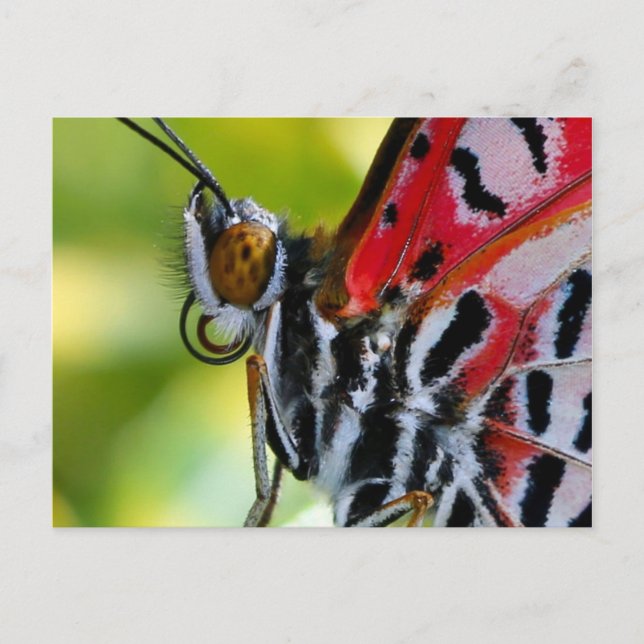 Postale Carte postale/Papillon dame peint (Devant)
