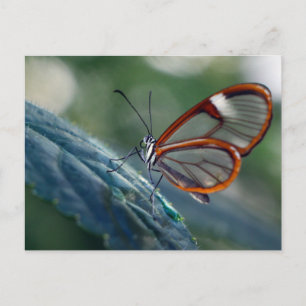 Postale Carte postale/Papillon en verre du Costa Rica